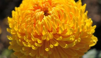 Blomsterfest i efteråret: planter, der giver øjeblikkelig farveeffekt