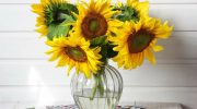 Min blomsterhandler delte dette trick med mig. Solsikker holder sig friske i to uger i en vase.