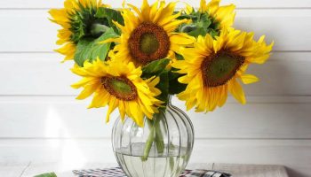 Min blomsterhandler delte dette trick med mig. Solsikker holder sig friske i to uger i en vase.