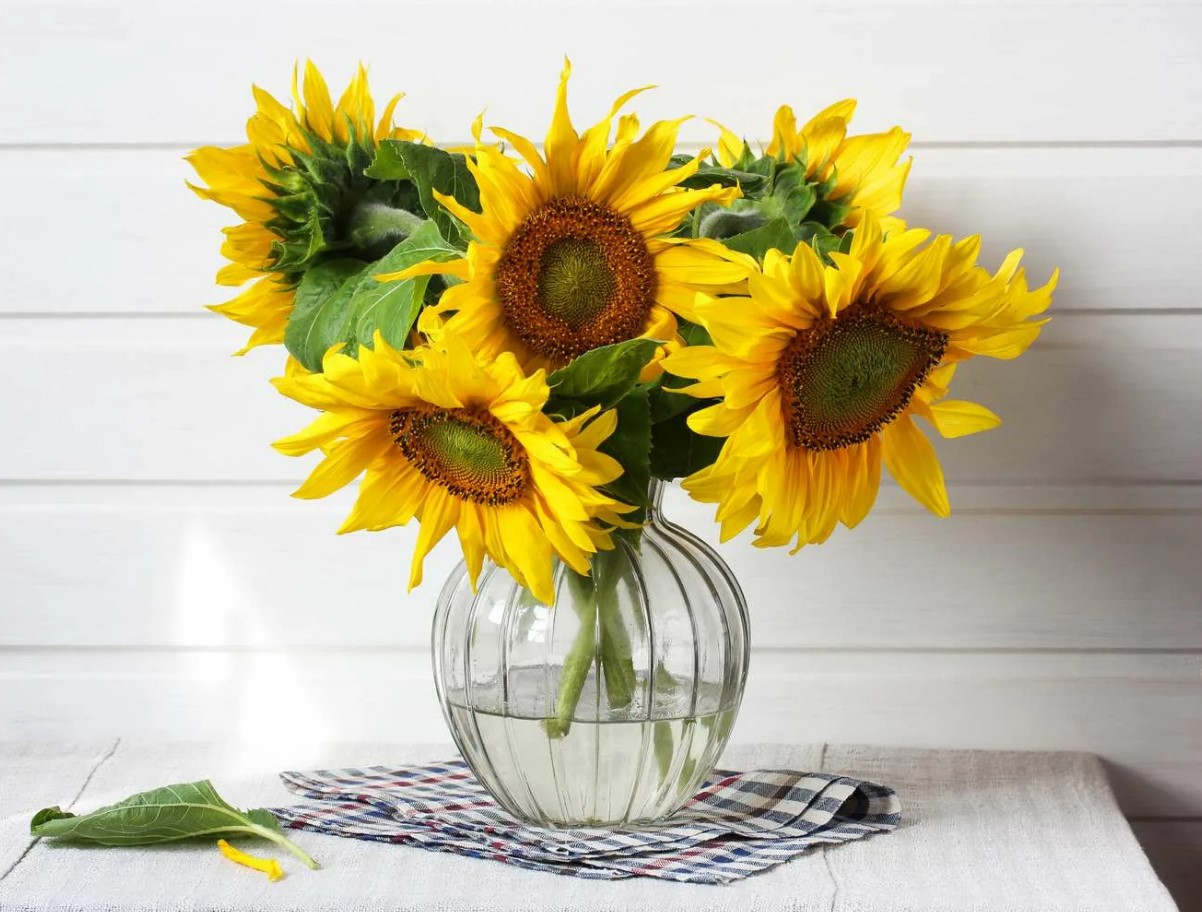 Min blomsterhandler delte dette trick med mig. Solsikker holder sig friske i to uger i en vase.