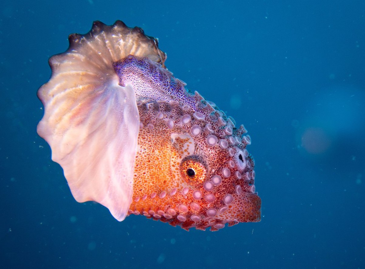 Argonauta hians