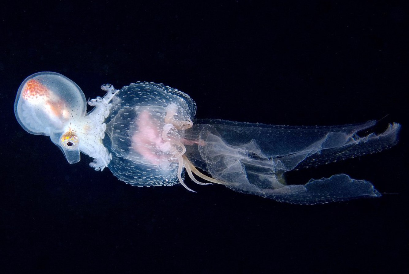 Argonauta hians