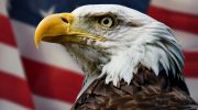 Hvad mente grundlæggeren af USA om den fugl, der blev landets nationale symbol?