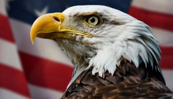 Hvad mente grundlæggeren af USA om den fugl, der blev landets nationale symbol?