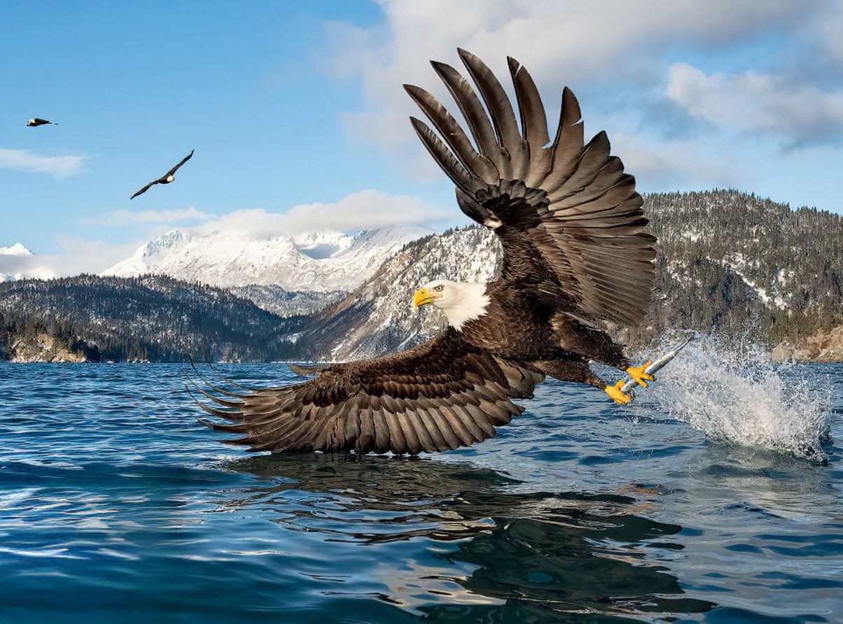 Haliaeetus leucocephalus