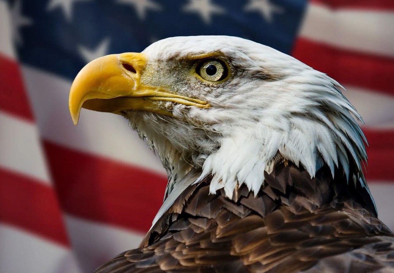 Hvad mente grundlæggeren af USA om den fugl, der blev landets nationale symbol?