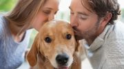 Infektioner, der ikke kan behandles: hvordan et kys til din elskede hund bliver et led i smittekæden