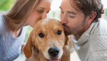 Infektioner, der ikke kan behandles: hvordan et kys til din elskede hund bliver et led i smittekæden