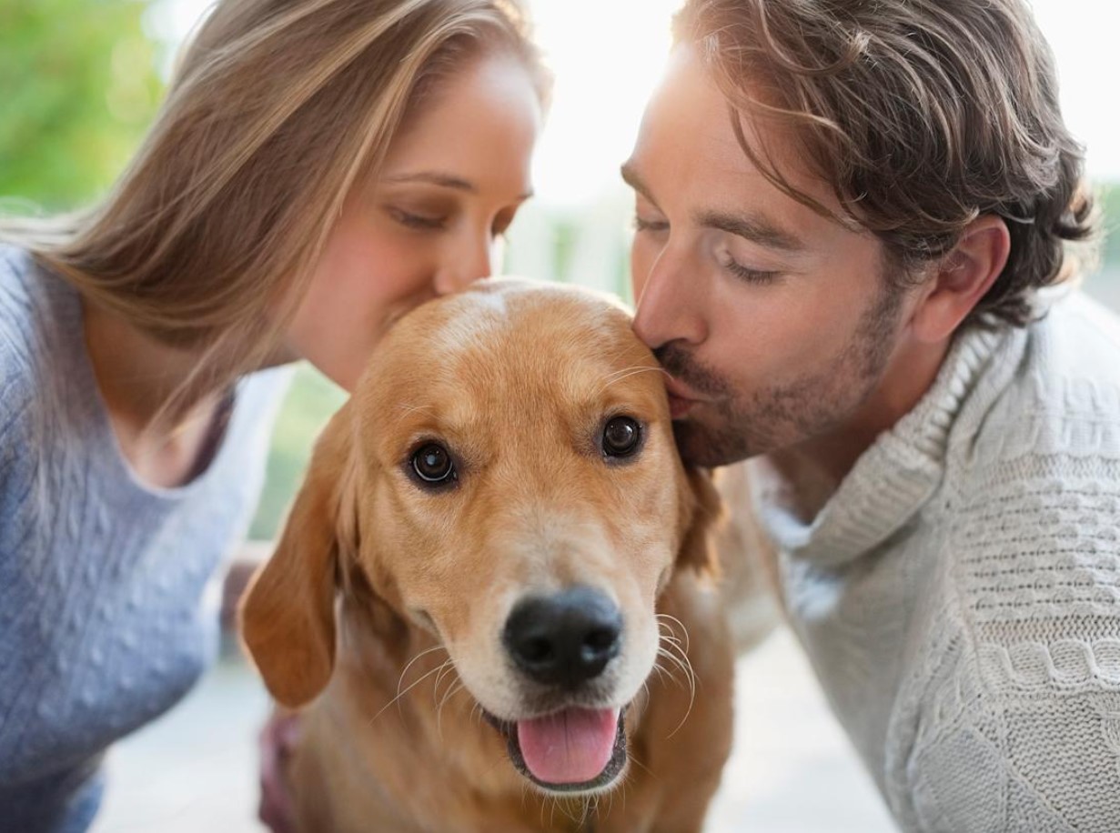 Infektioner, der ikke kan behandles: hvordan et kys til din elskede hund bliver et led i smittekæden