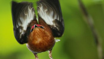 Den eneste fugl i verden, der kan »synge« med sine vinger