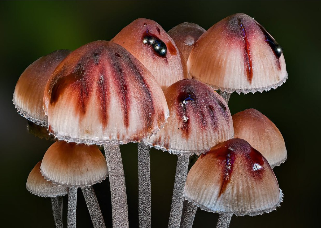 Mycena haematopus