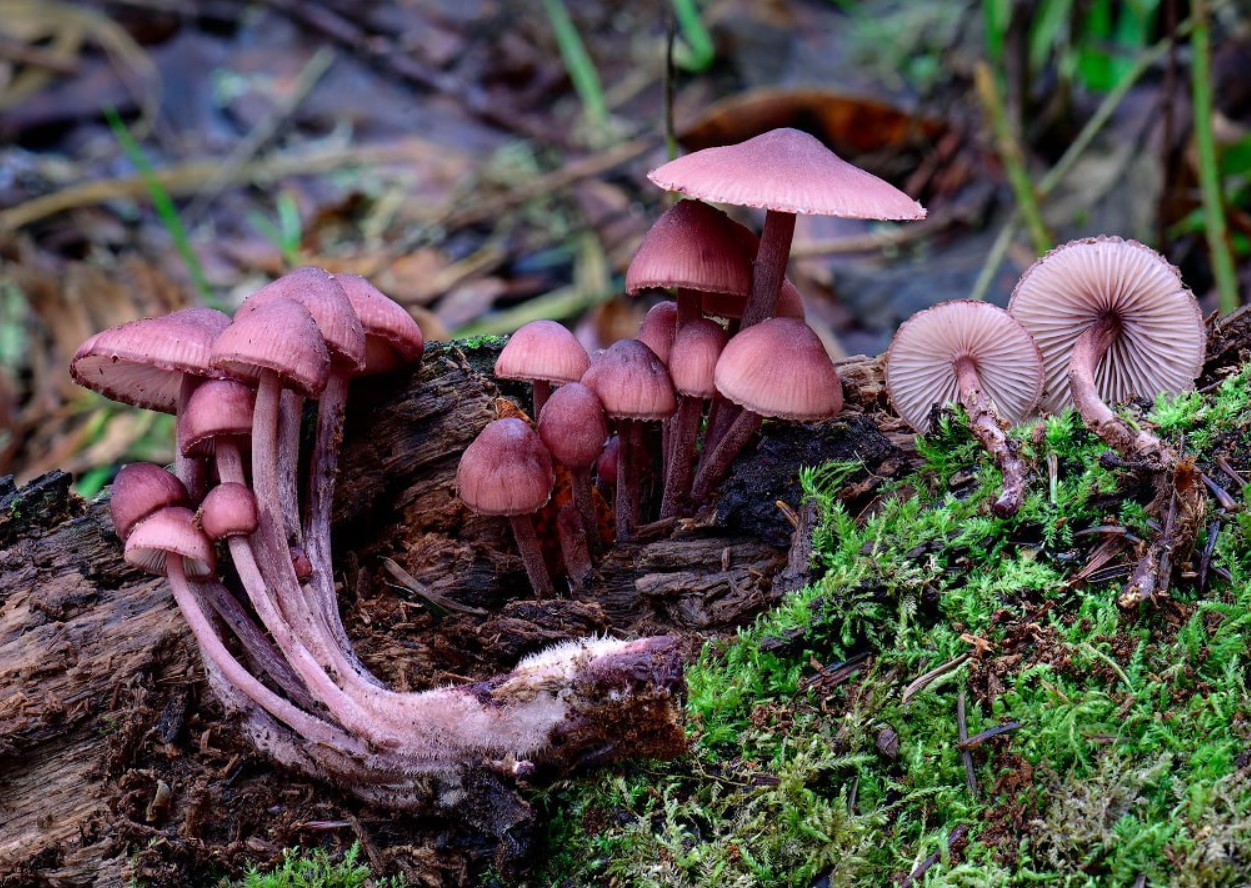 Mycena haematopus