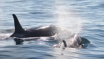 Det mærkelige tilfælde med Old Thom, en orca, der rejser alene i Nordatlanten