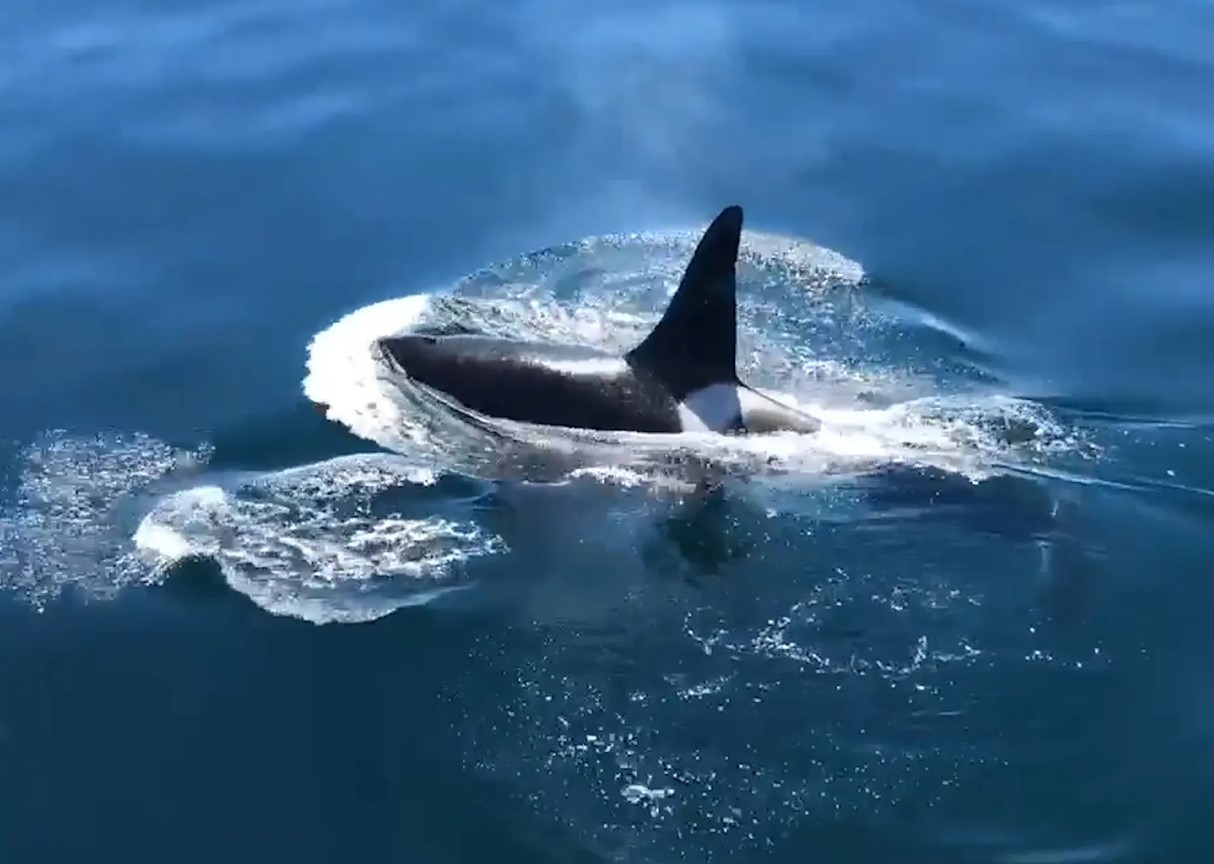Det mærkelige tilfælde med Old Thom, en orca, der rejser alene i Nordatlanten
