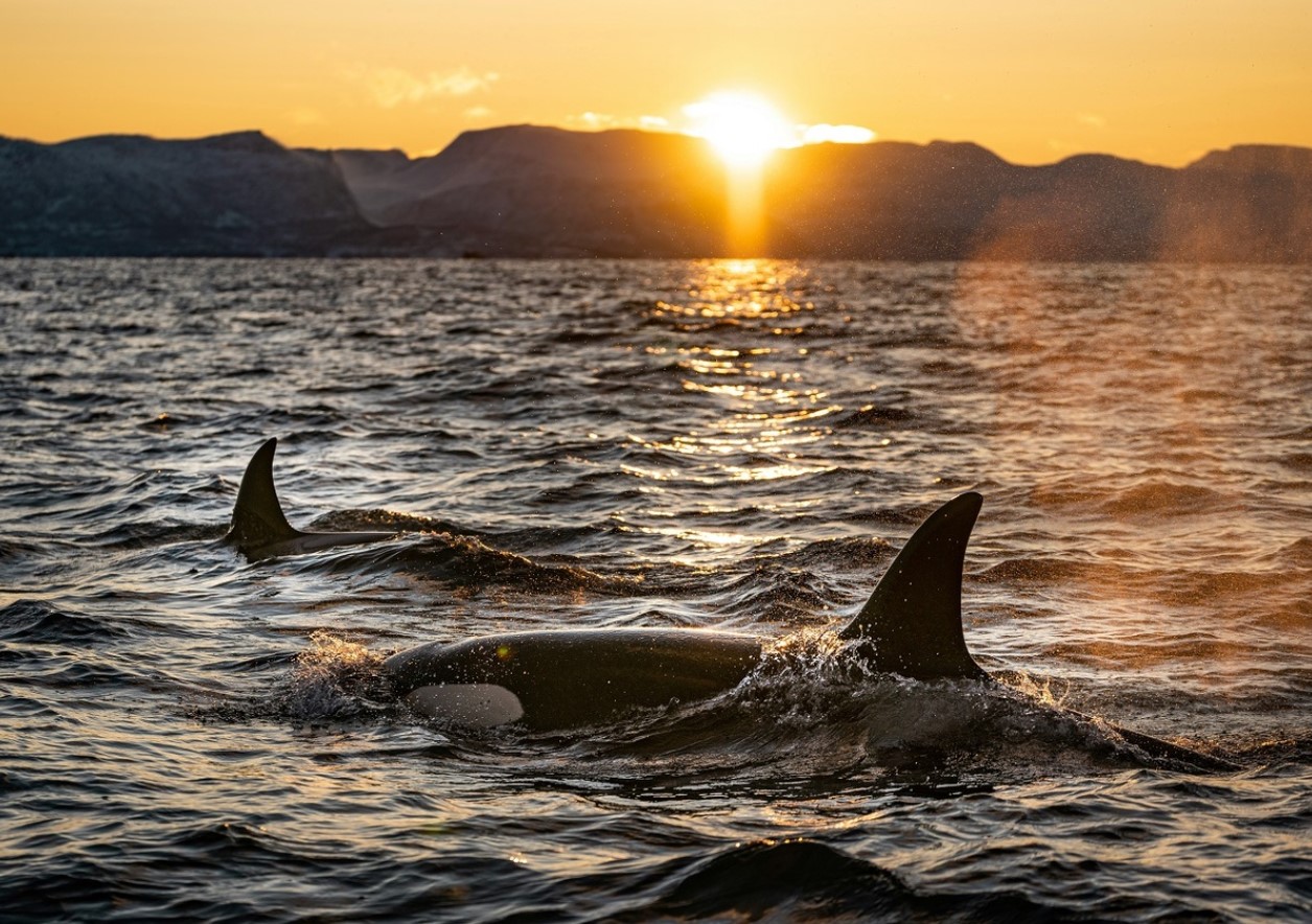 Det mærkelige tilfælde med Old Thom, en orca, der rejser alene i Nordatlanten