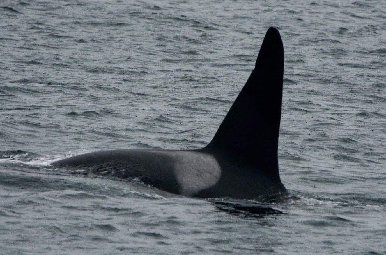 Det mærkelige tilfælde med Old Thom, en orca, der rejser alene i Nordatlanten