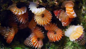 Opisthostoma: bløddyret, der blev vanvittigt