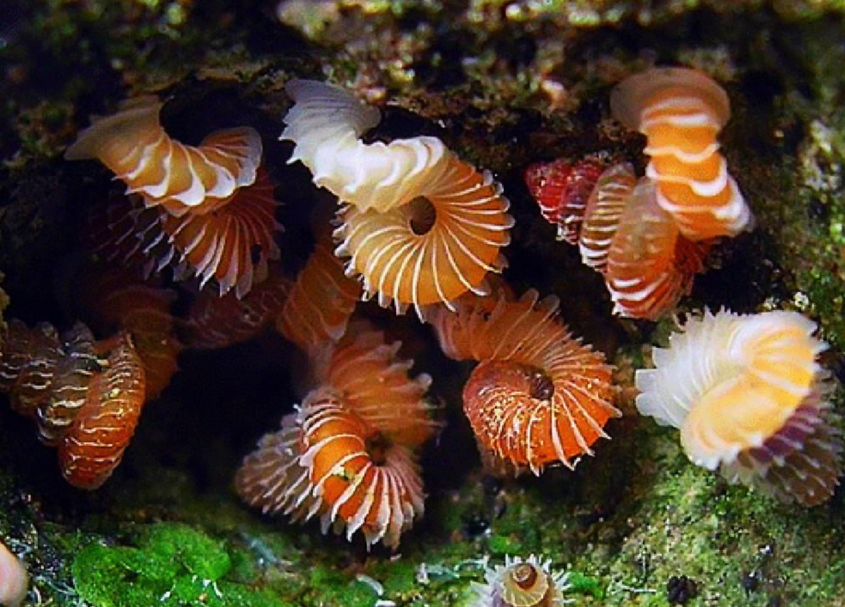 Opisthostoma: bløddyret, der blev vanvittigt