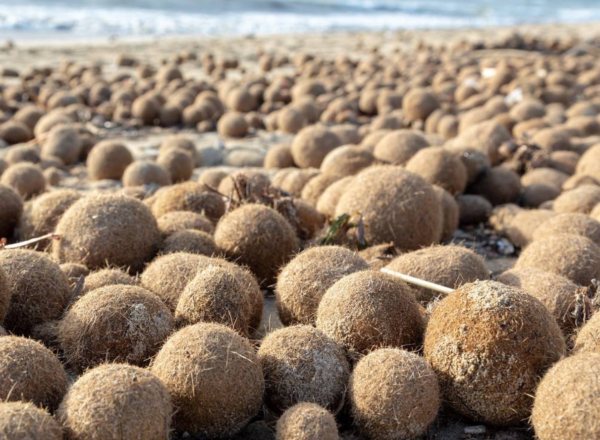 Mystiske Neptun-kugler dukker op på Middelhavets strande: forskere forklarer, hvad de er