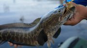 Hollywoods mareridt og Ruslands delikatesse: fisk, som folk flygter fra i USA, men fanger og steger til koteletter i Amur-floden