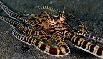 Thaumoctopus mimicus