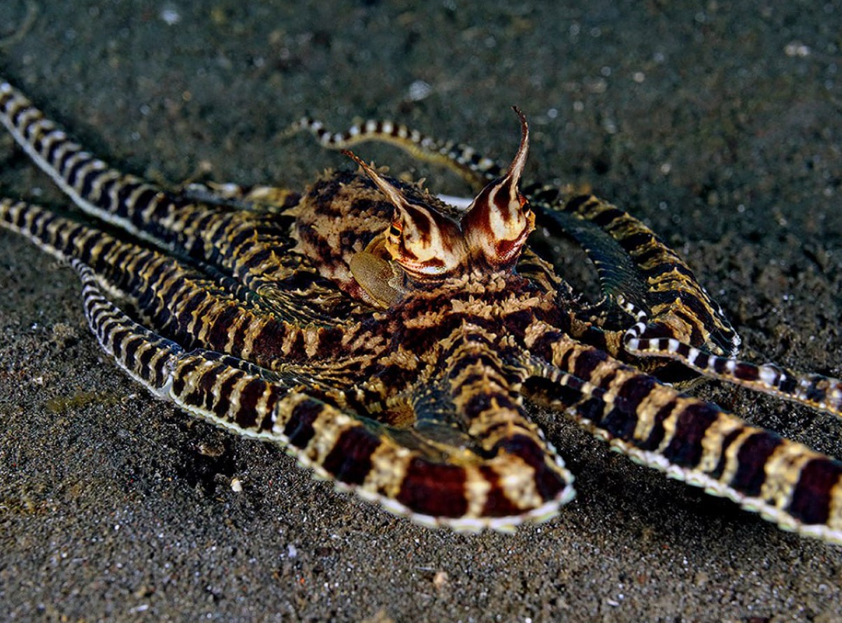 Thaumoctopus mimicus