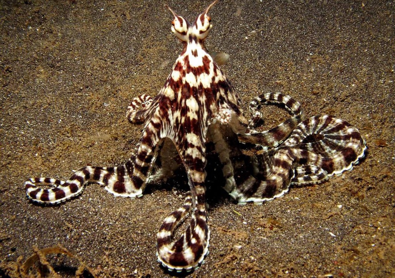Thaumoctopus mimicus