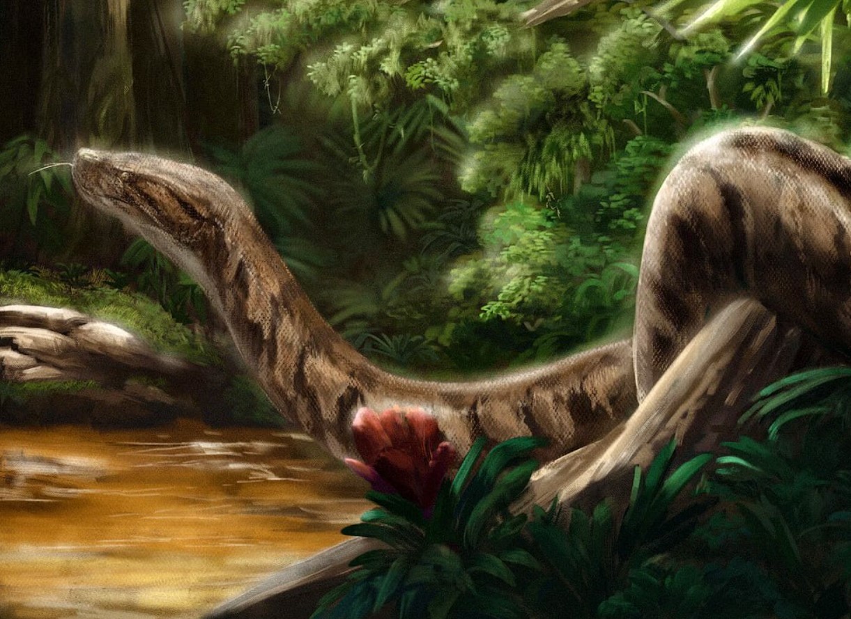 Forskere har fundet den slange, der gjorde Shiva blå. Titanoboa er ikke længere den største