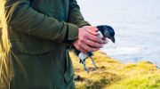 Det er sæson for at kaste baby-lunder ud over klipperne i Island