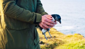 Det er sæson for at kaste baby-lunder ud over klipperne i Island
