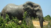 Argentinas sidste elefant i fangenskab vinder endelig sin frihed