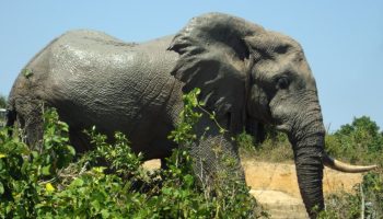 Argentinas sidste elefant i fangenskab vinder endelig sin frihed