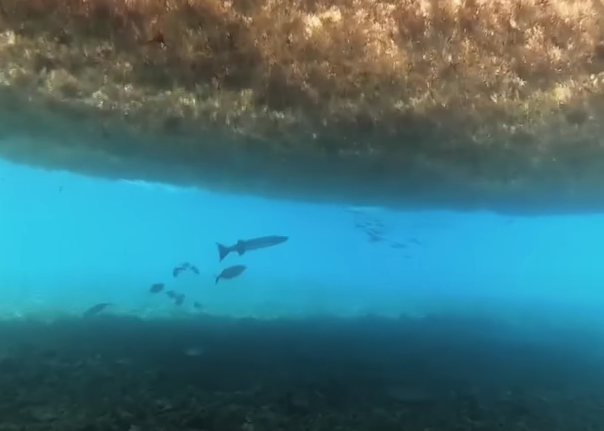 Havet kvæles af dem – og der bliver flere og flere af dem
