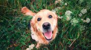 Gør din hund gladere med mad: hvordan du kan gøre dens kost mere varieret uden at skade dens helbred