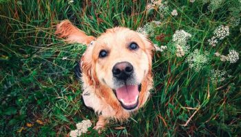 Gør din hund gladere med mad: hvordan du kan gøre dens kost mere varieret uden at skade dens helbred