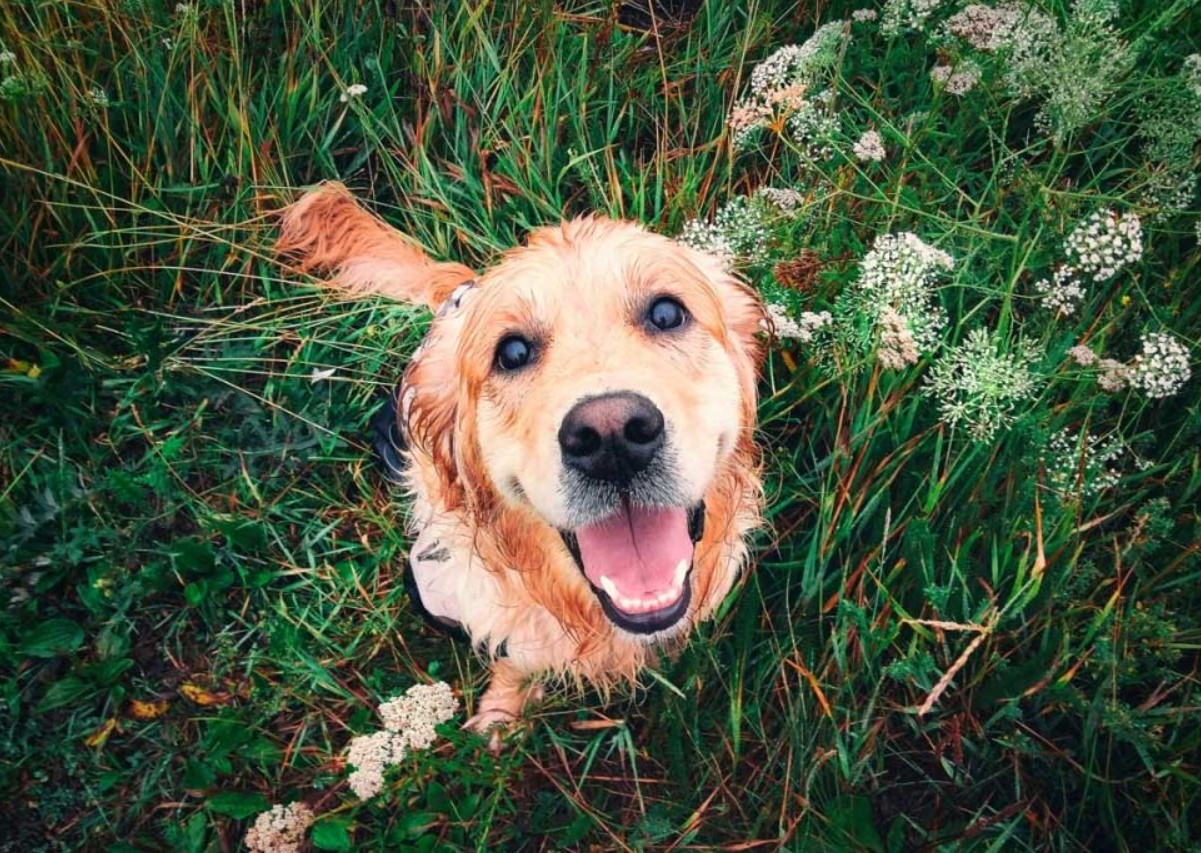 Gør din hund gladere med mad: hvordan du kan gøre dens kost mere varieret uden at skade dens helbred