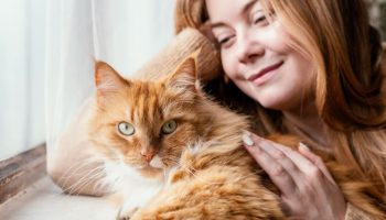 Jeg elsker dem, men jeg vil ikke anskaffe mig en: tre hovedårsager til, at folk nægter at have katte, selvom de elsker dem