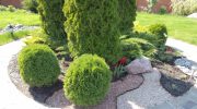 En enkel procedure vil beskytte din thuja mod gulning. Gør dette om efteråret.