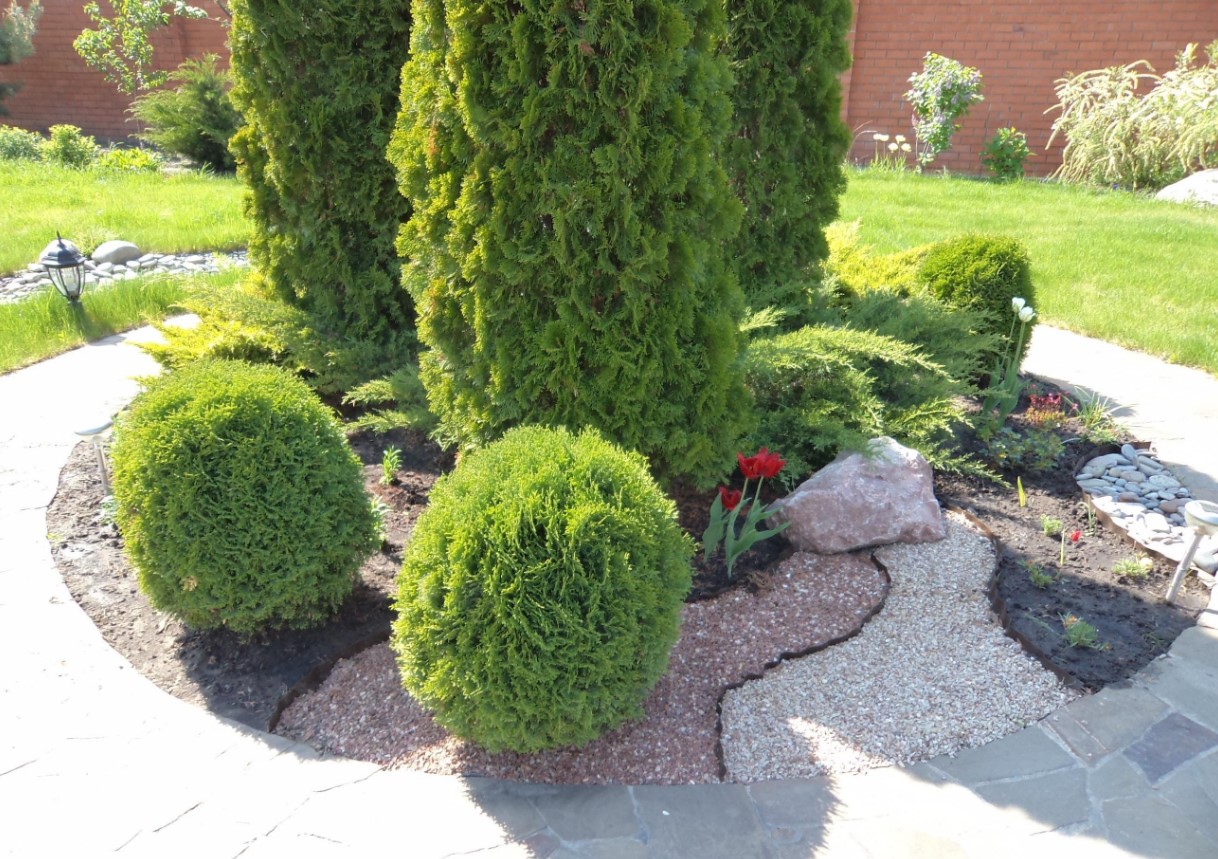 En enkel procedure vil beskytte din thuja mod gulning. Gør dette om efteråret.