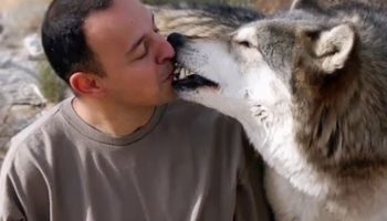 Mennesker er tabu for ulve: hvad får rovdyr til at bryde naturens love