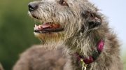 Styrke og vægt er ikke afgørende faktorer: hvorfor selv den mest kraftfulde ulvehund ikke kan modstå en kamp mod en erfaren ulv