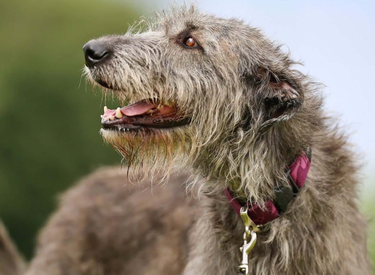 Styrke og vægt er ikke afgørende faktorer: hvorfor selv den mest kraftfulde ulvehund ikke kan modstå en kamp mod en erfaren ulv