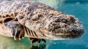 Et væsen, der vejer lige så meget som en baby og har et ansigt som en dinosaur: en relikvie fra for millioner af år siden lever i Japans sorte farvande