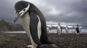 Fugle på størrelse med mennesker med dolkagtige næb: hvem levede egentlig efter dinosaurerne?