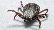 Faren er tættere på, end den ser ud til: hvor flåter oftest gemmer sig på menneskekroppen