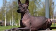 Væsener på grænsen mellem myte og virkelighed: disse hunde bevogtede klostre, tronsale og de dødes sjæle