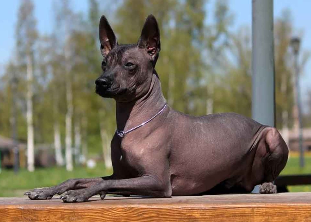 Væsener på grænsen mellem myte og virkelighed: disse hunde bevogtede klostre, tronsale og de dødes sjæle