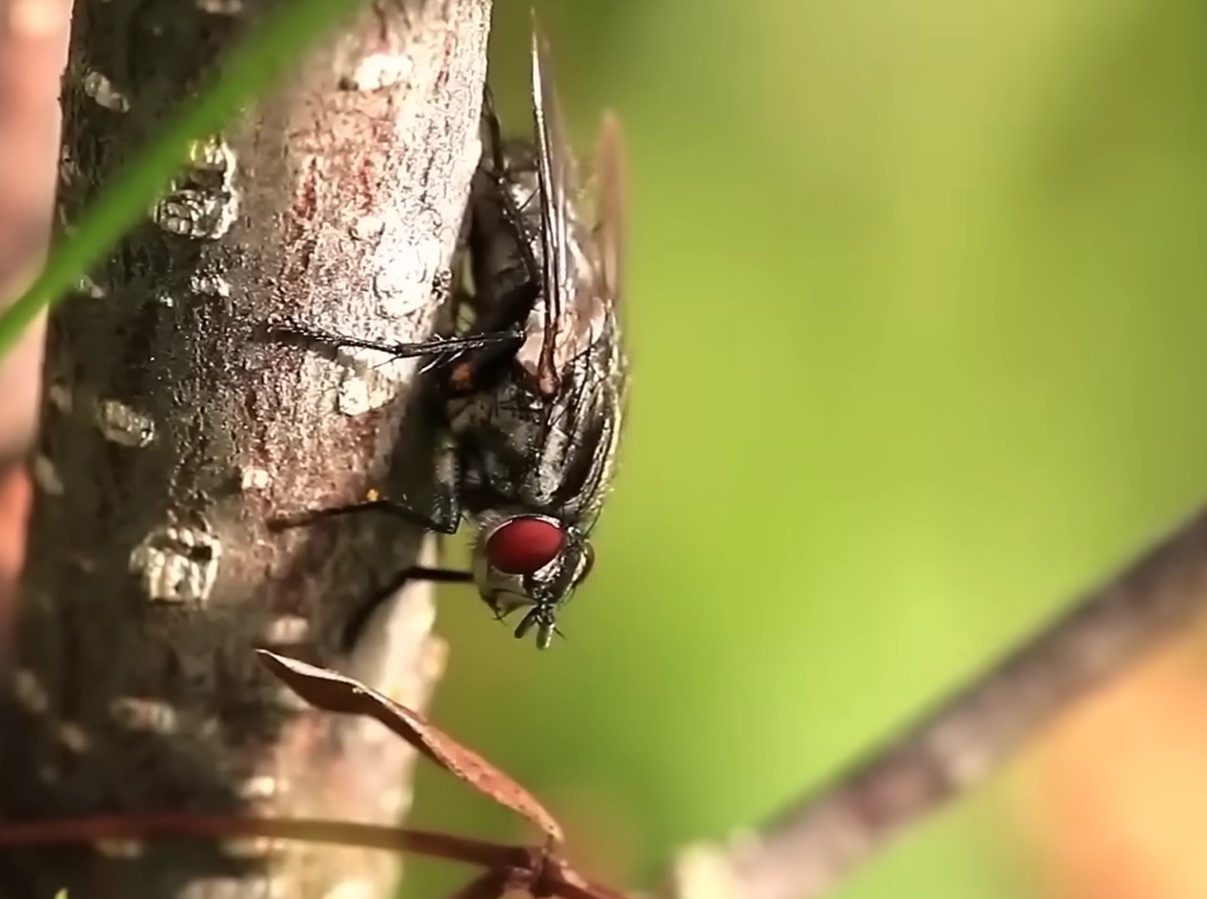 En snedig vane eller bare pleje? Hvorfor gnider fluer sig med benene?