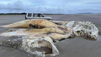 Kæmpe kadaver på stranden: et uventet fund, der ændrede feriegæsternes planer