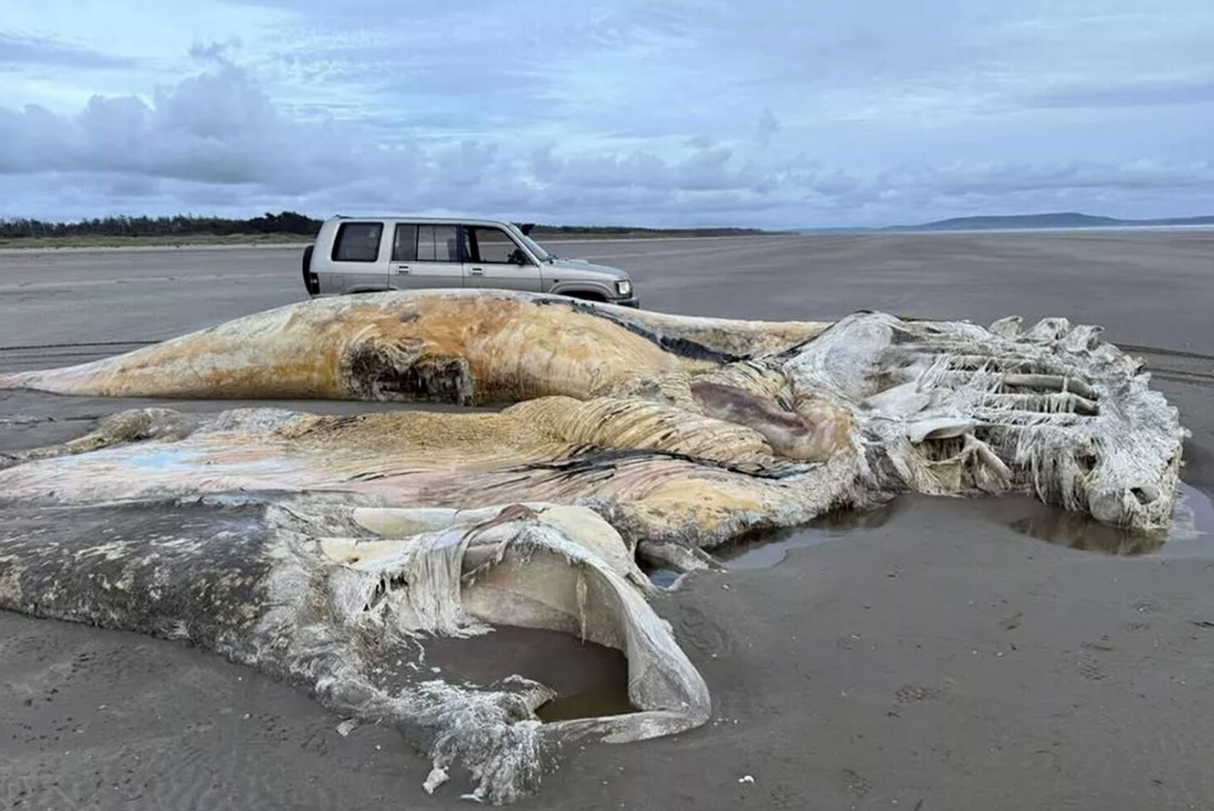 Kæmpe kadaver på stranden: et uventet fund, der ændrede feriegæsternes planer